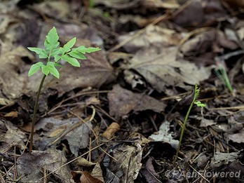 Growing near Sceptridium dissectum